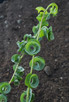 Salix babylonica 'Crispa' (RAMSHORN WILLOW)