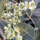 Olea europaea 'Oblonga' (OLIVE)