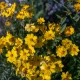 Coreopsis 'Full Moon' (COREOPSIS)