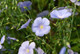 Linum lewisii 'WESTERN BLUE FLAX'