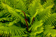 Osmunda cinnamomea (CINNAMON FERN)