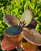 Sedum telephium 'Mocha Magic'