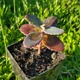 Sedum telephium 'Mocha Magic'