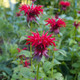 Monarda didyma 'Red Bee Balm'