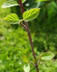 Cornus sericea 'Stolonifera' (REDTWIG DOGWOOD)