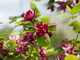 Calycanthus Floridus (SWEET SHRUB)