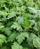 Chrysanthemum morifolium (AUTUMN CHRYSANTHEMUM)