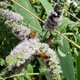 Mentha longifolia (HORSEMINT)
