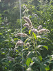 Mentha longifolia (HORSEMINT)