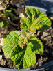 Rubus 'Betty Ashburner' (CREEPING RASPBERRY)
