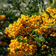Pyracantha coccinea 'Gold Rush'