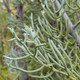 Cupressus arizonica 'Blue Ice' (BLUE ARIZONA CYPRESS)