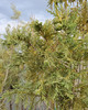 Cupressus × leylandii 'Silver Dust' (LEYLAND CYPRESS)