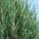 Juniperus Scopulorum 'Blue Arrow' (UPRIGHT ROCKY MTN JUNIPER)