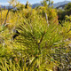 Pinus Bungeana (LACEBARK PINE)