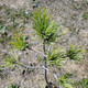 Pinus monticola (WESTERN WHITE PINE)