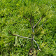 Pinus monticola (WESTERN WHITE PINE)