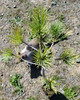 Pinus monticola (WESTERN WHITE PINE)