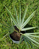 Brahea armata (MEXICAN BLUE PALM)