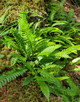 Struthiopteris spicant (DEER FERN)