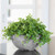 Napa Bowl Planter