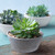 Napa Mini Bowl Planter