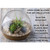 Napa Terrarium Planter