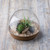 Napa Terrarium Planter
