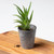 Mini Cache Pot Planter
