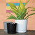 Majestic Full Depth Cylinder Pot