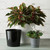 Majestic Full Depth Cylinder Pot