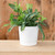 Majestic Full Depth Cylinder Pot