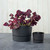Majestic Low Profile Cylinder Pot