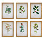 Framed Winter Foliage (Set of 6) 10.5"L x 14.25"H Paper/Wood/Glass - 80149