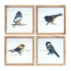 Framed Bird Print (Set of 4) 9.5"SQ MDF/Wood - 85171