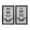 Framed Butterfly Print (Set of 2) 11.25"L x 18.25"H Wood/Glass - 85384