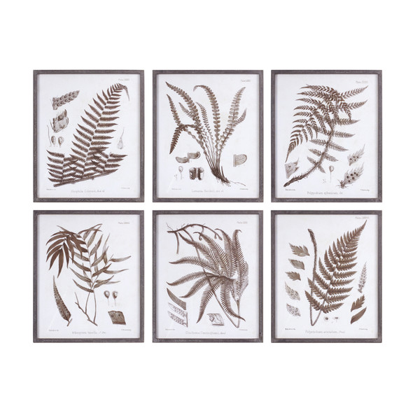 Framed Fern Print (Set of 6) - 88004