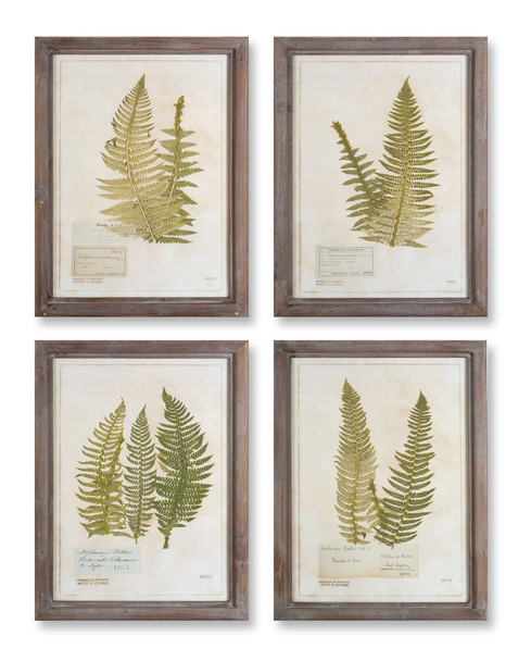 Framed Fern Print (Set of 4) 17.75" x 23.5"H Wood/Glass - 74577