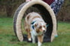 NatureDog™ Dog Through the Log