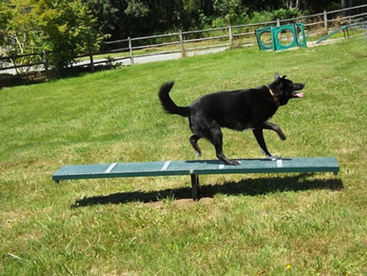 Dog Agility Seesaw - Scottie Seesaw