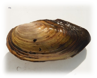 pearl mussel shell