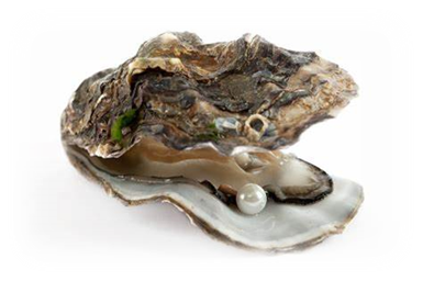 pearl oyster shell