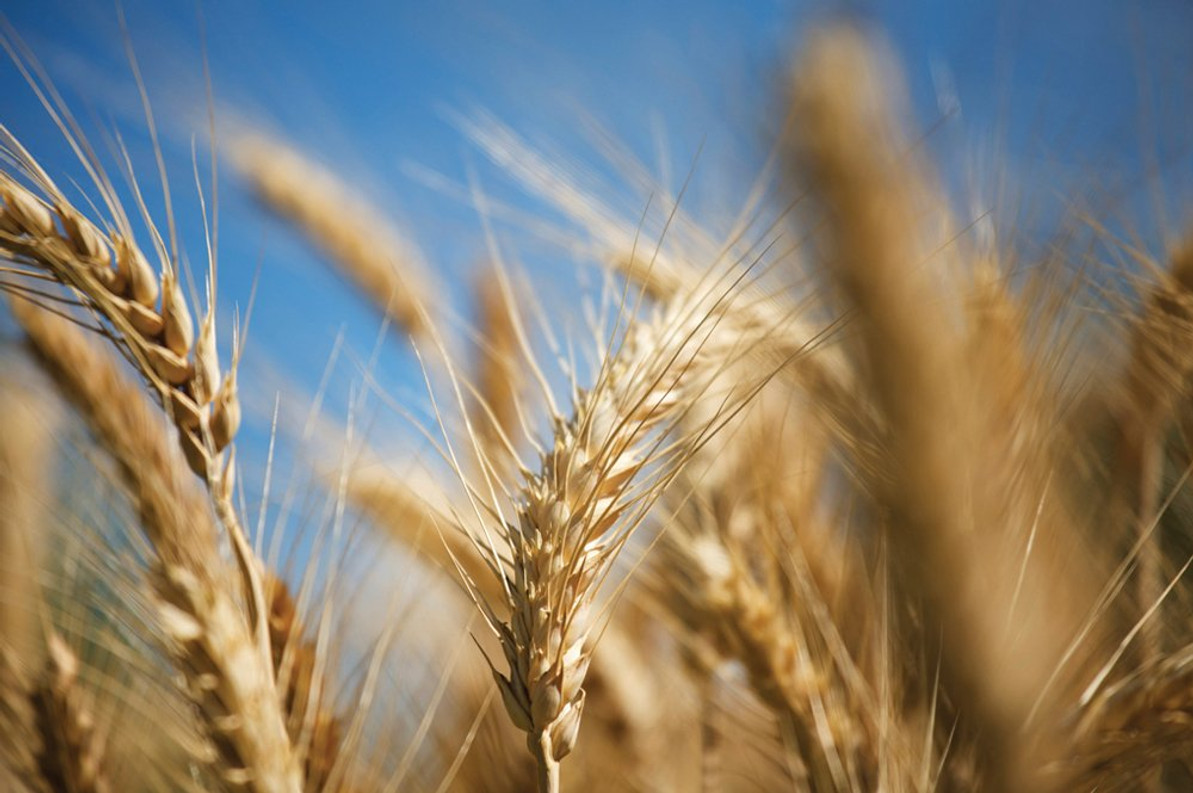 Barley Prices To Be Impacted Due To Ukraine conflict	