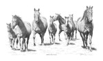 "Mares and Foals" Horses | Black & White Print by Bernie Brown
