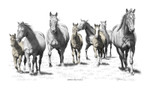 "Mares and Foals" Horses | Black & White Print with Colour Highlights by Bernie Brown