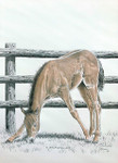 "Balancing Act" Foal | Black & White Print with Colour Highlights by Bernie Brown