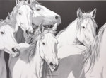 "Brown Eyed Beauties" Horses | Black & White Print with Colour Highlights by Bernie Brown