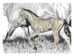 "In Her Image" Foal | Black & White Print with Colour Highlights by Bernie Brown