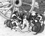"Pile of Pups" Border Collie | Black & White Print by Bernie Brown