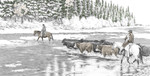 "The River Crossing" Cows | Black & White Print with Colour Highlights by Bernie Brown